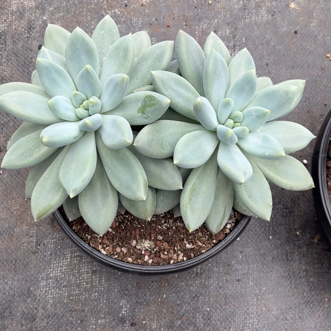 钢***蕾哥特萝莉脱土发货。。