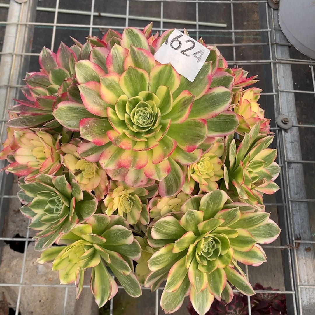 *****624.海仙多肉植物