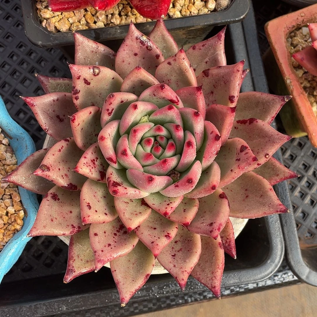 多肉植物一物一拍