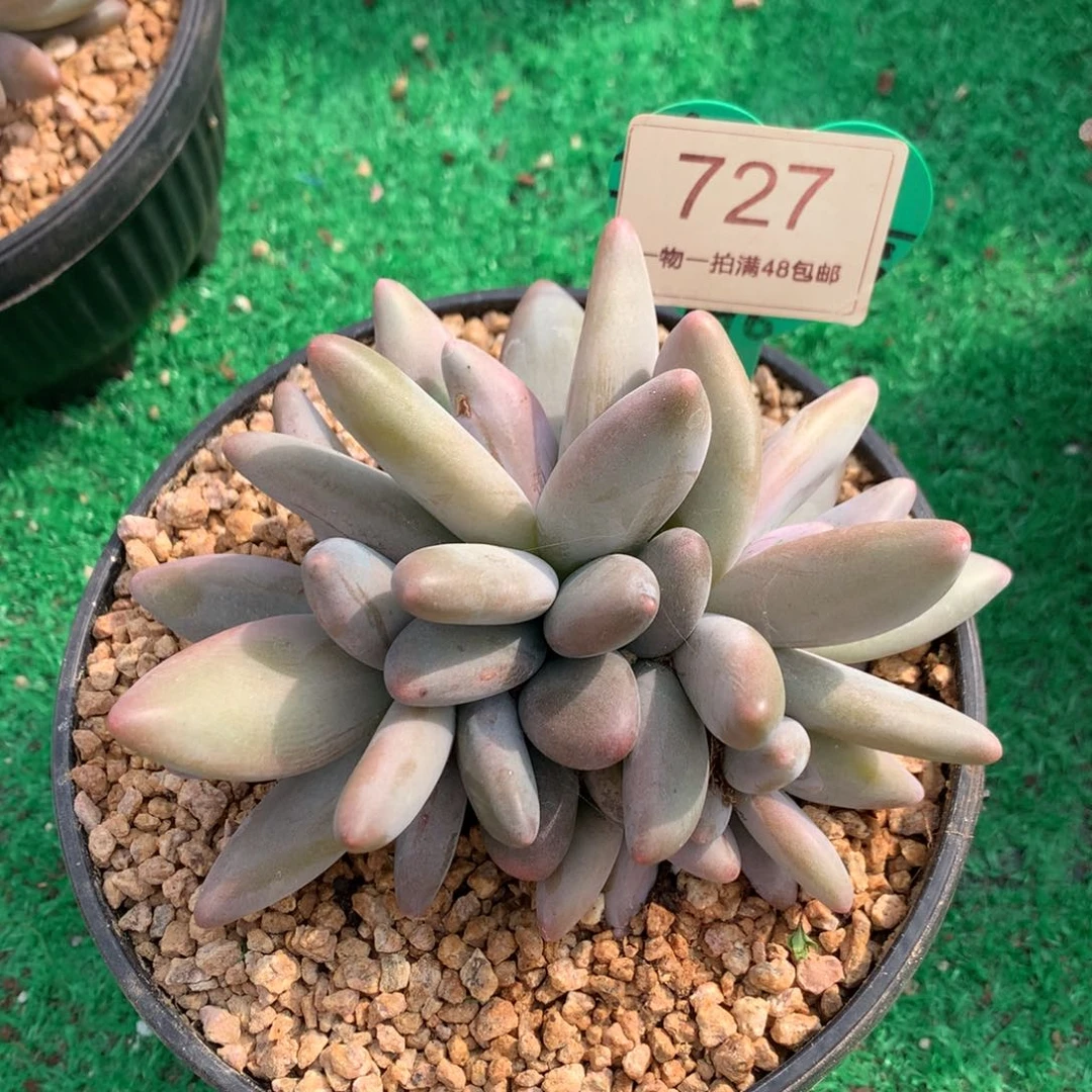 企鹅无砍5头一物一拍727