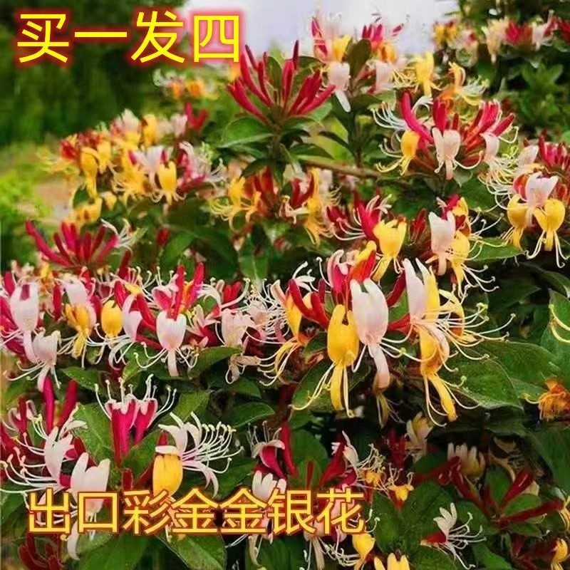 【可食用】正宗四季金银花树苗黄白红盆栽室内外耐寒耐寒金银花爬藤
