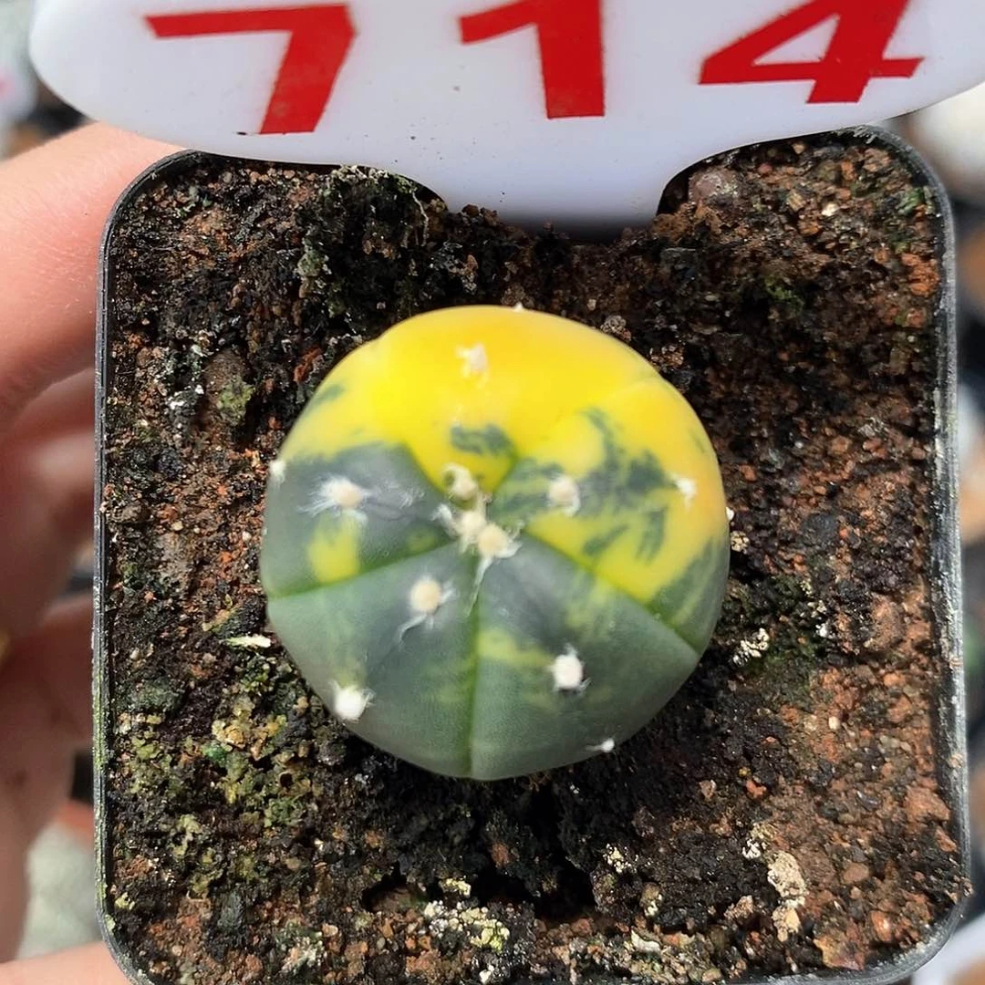 714五愣兜锦系列福利