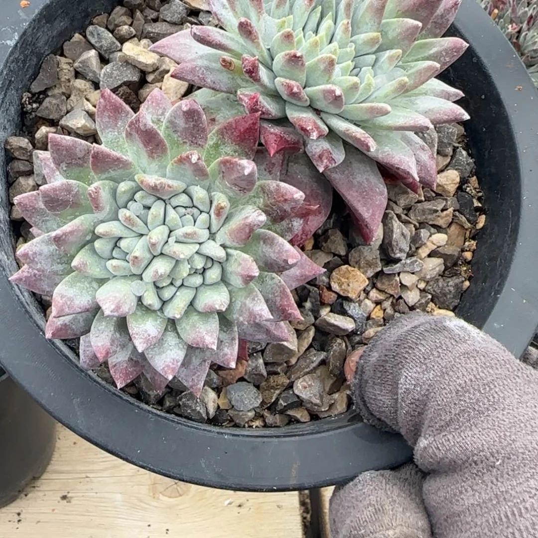 栗**生20250130栗哥