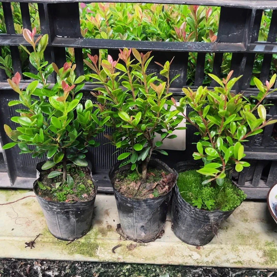 1小叶赤楠居家办公绿植