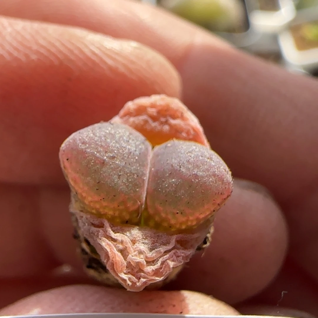 【闪购商品】在****也8340