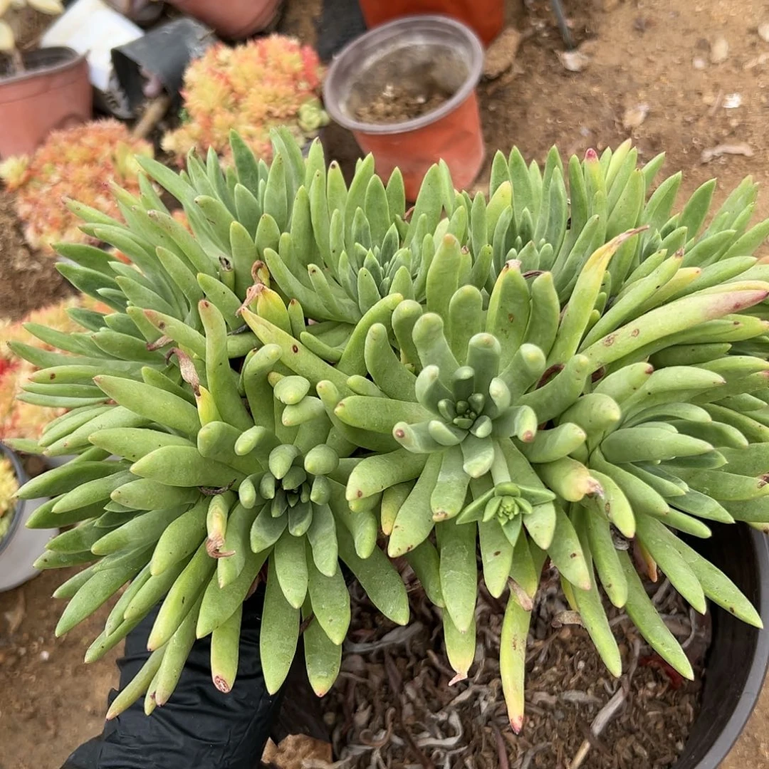 呃了呃呃呃呃呃呃呃呃