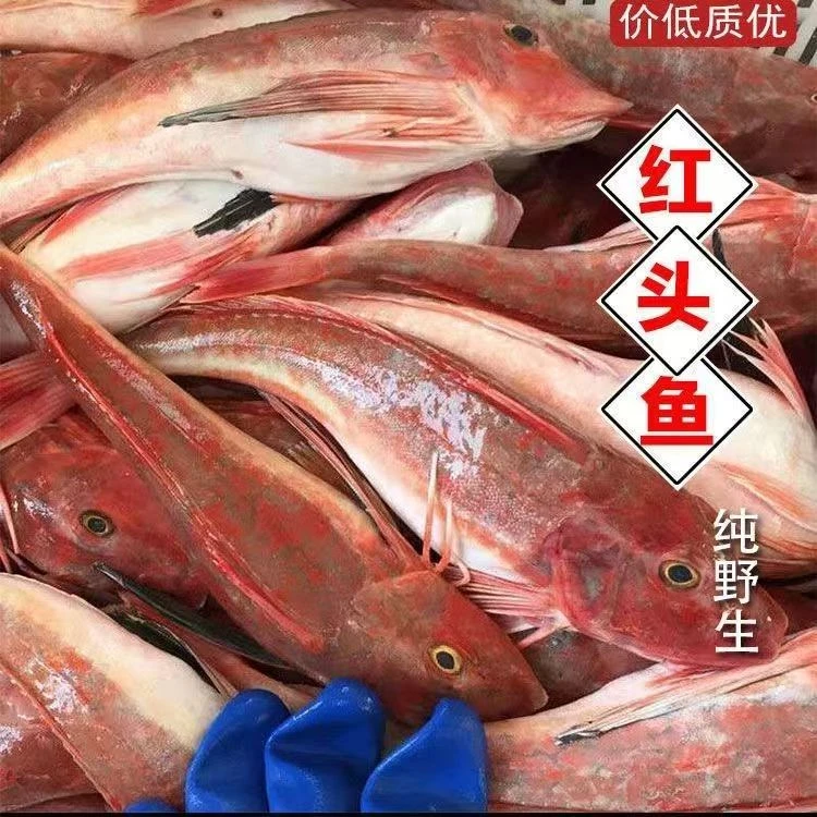 野生红娘子鱼红头鱼 码头直发