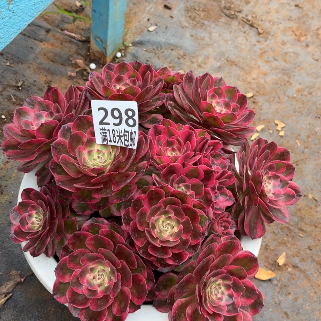 298云南多肉云荷朵朵