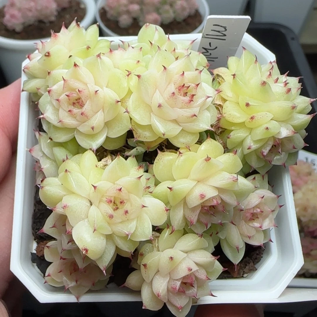 0124-160（M1-204）