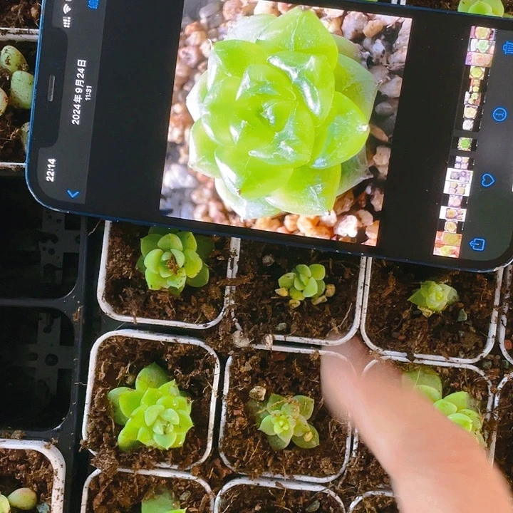 七喜中盆一个满25包邮