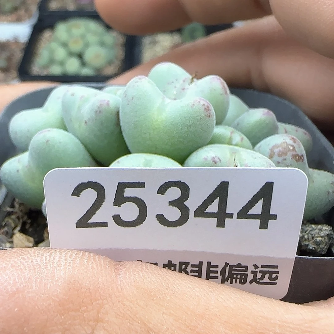 我****实满28米包邮25344