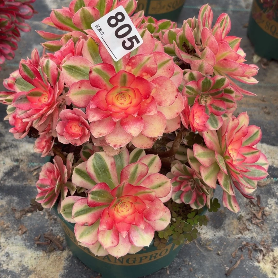 805大倾城多肉植物多肉植物