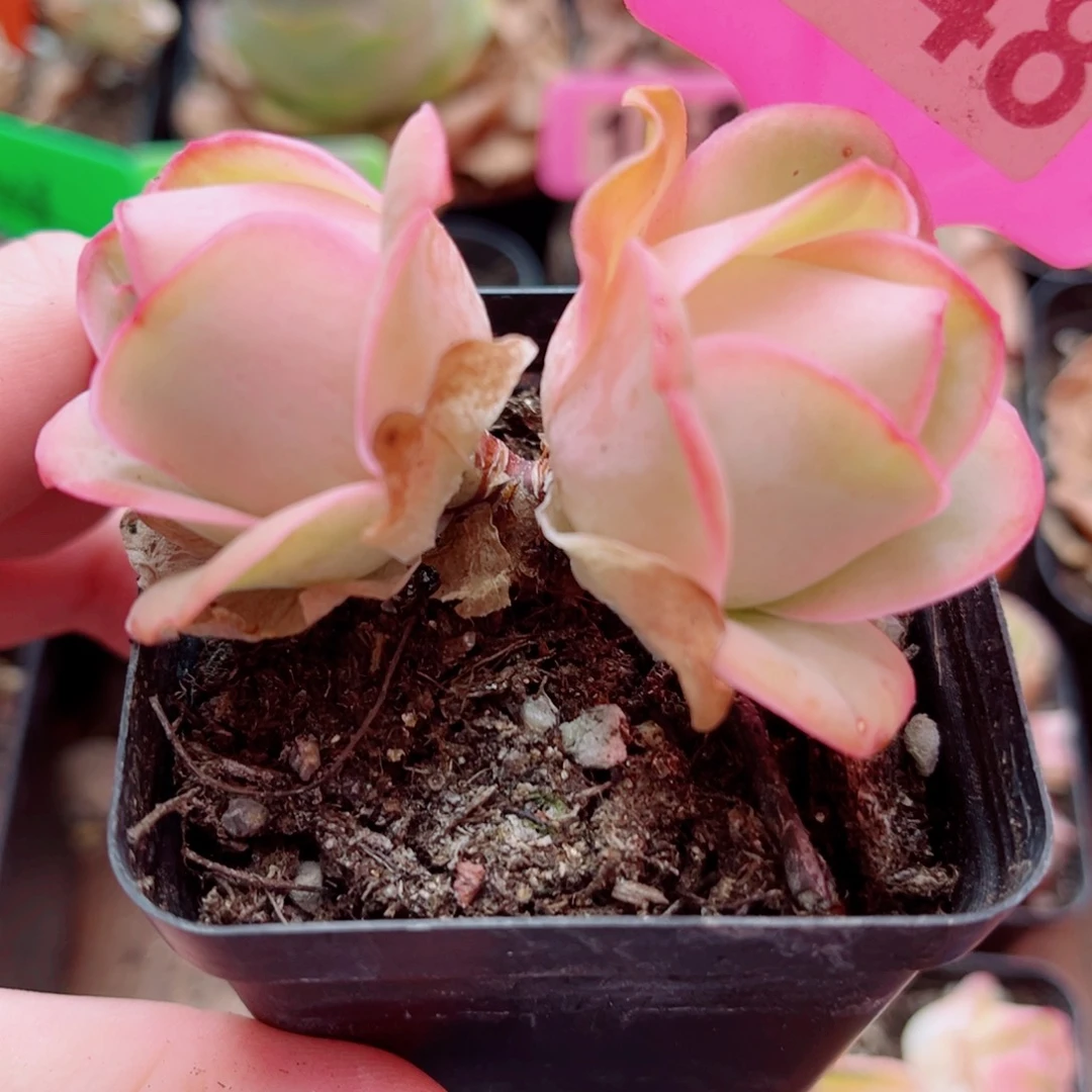 248 果粒橙（大）一物一拍