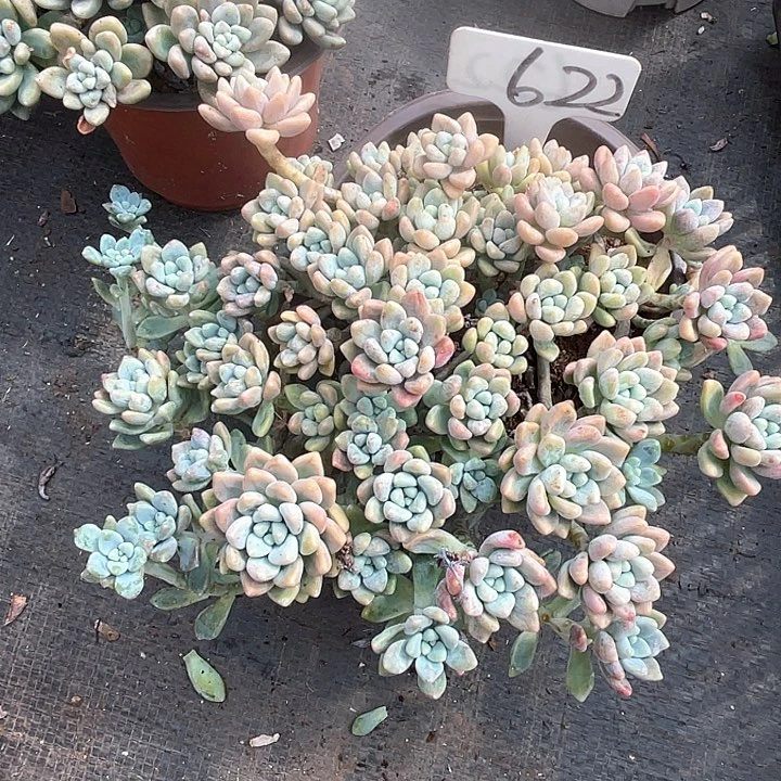 晨语多肉,一物一拍622