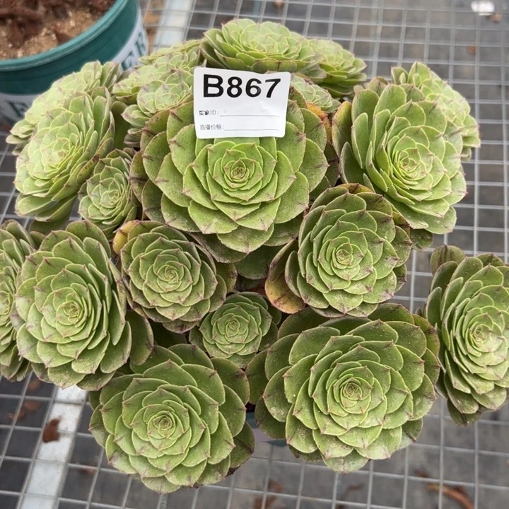 867万拉丝30厘米左右