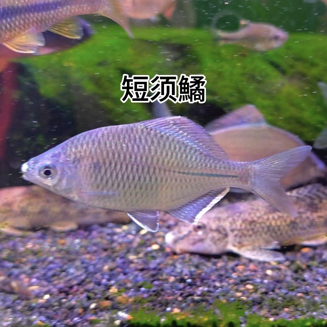 短须鱊鳑鲏冷水鱼0至35度可活