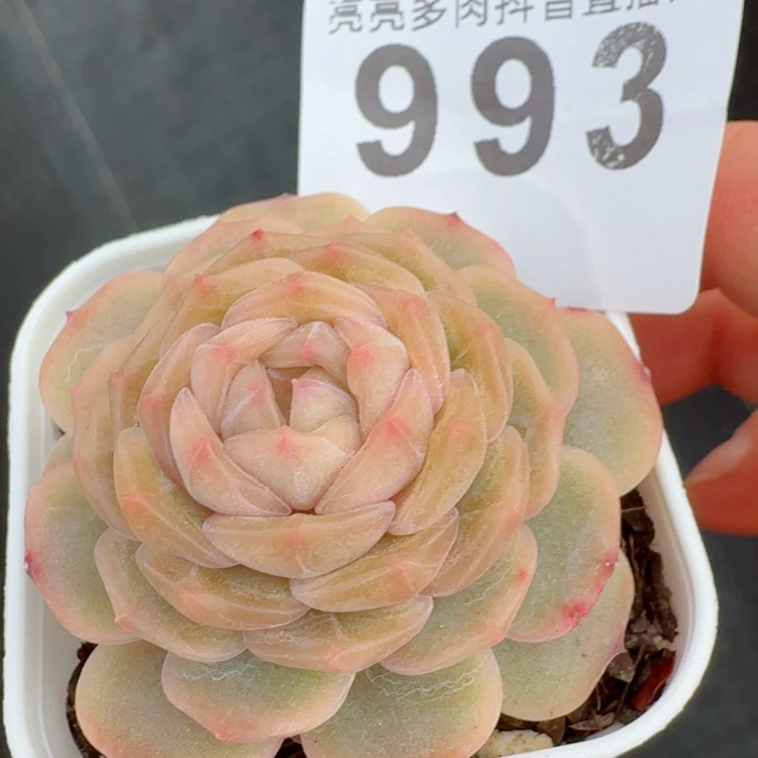 彩恋         精品多肉