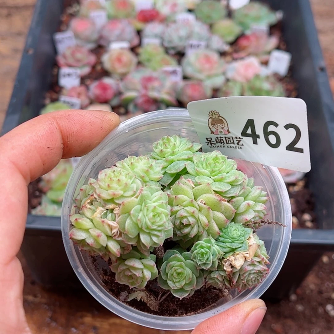 饭***饭多肉植物多肉植物