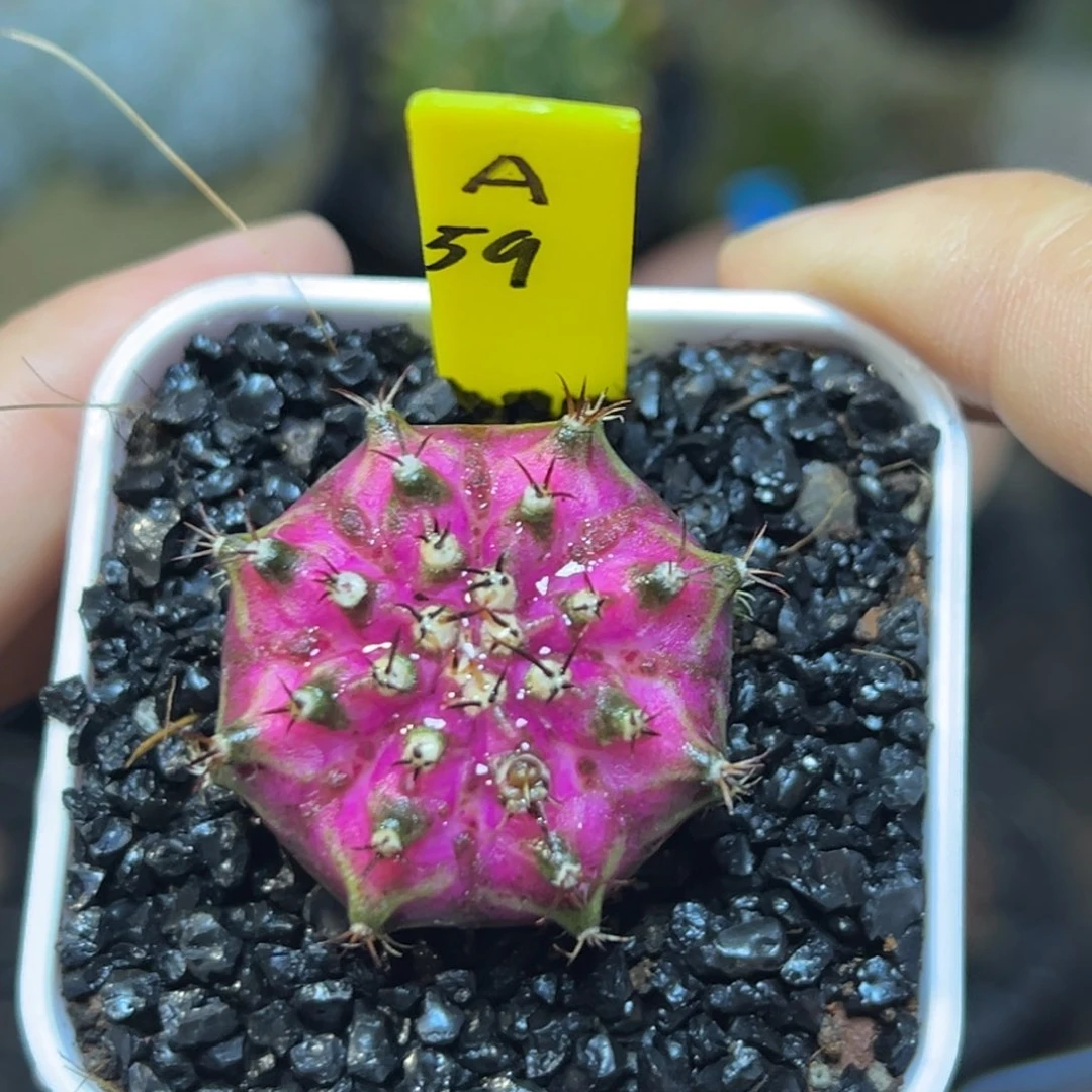 泰系实生海神A59