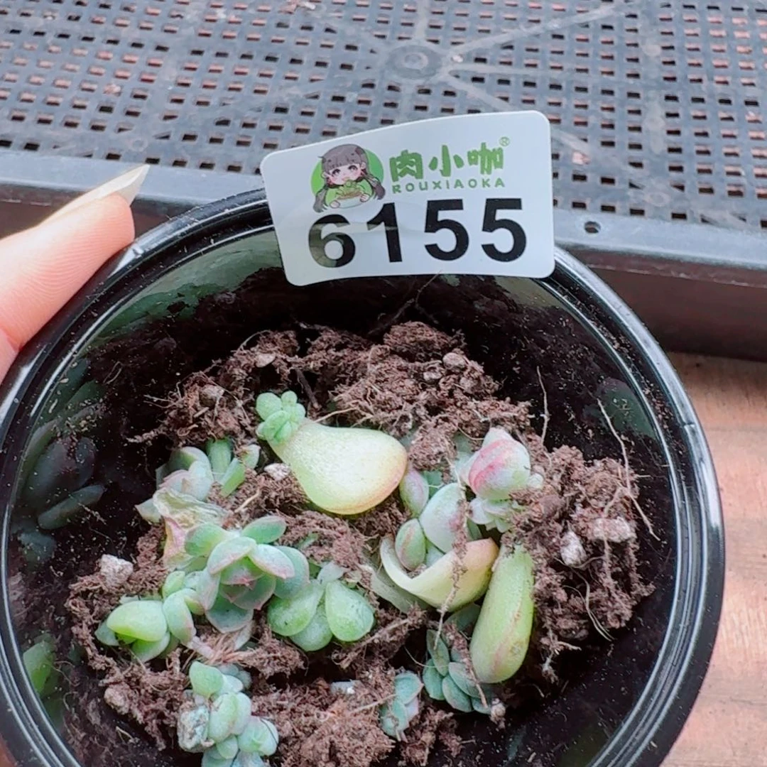 柒***默多肉植物多肉植物