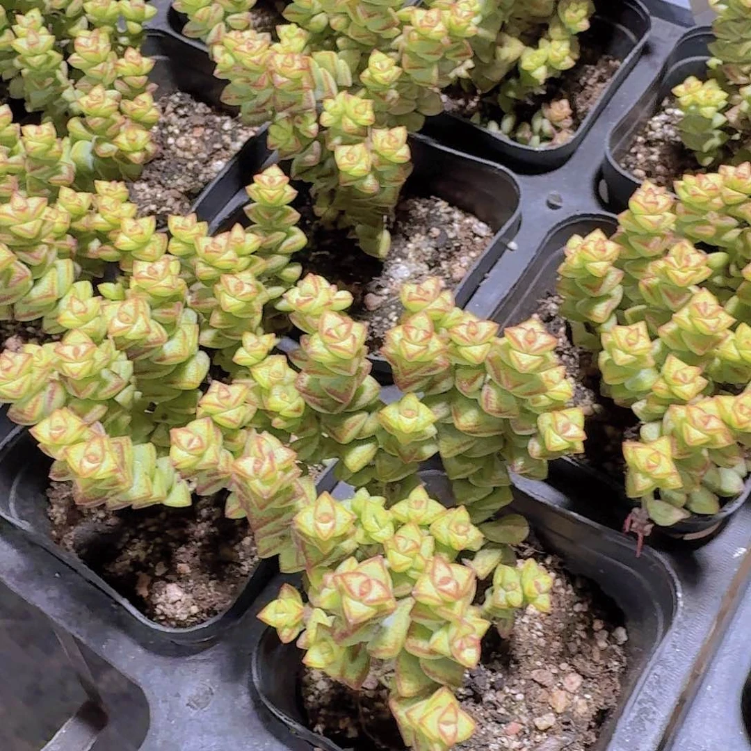 精品小米星多肉植物