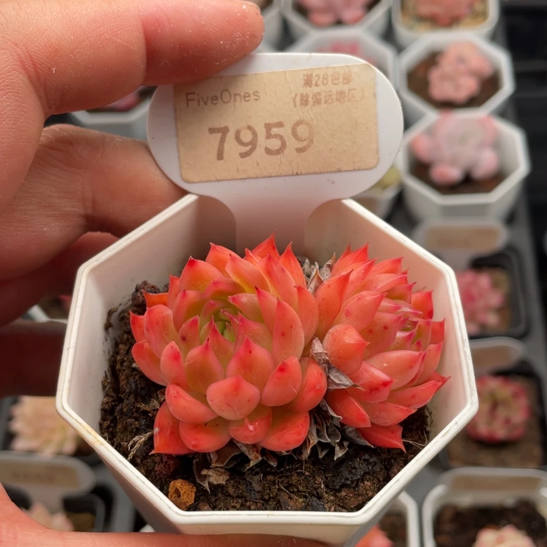安吉拉7959-5.5厘米