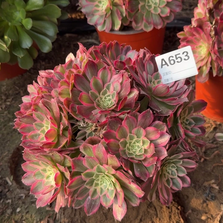 云荷多肉653号多肉