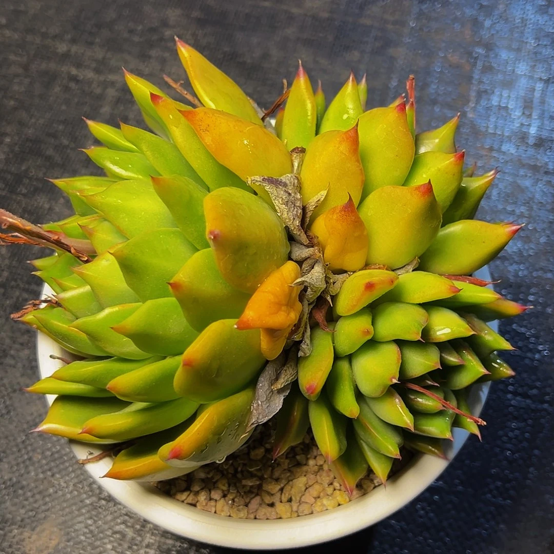 黄金铅笔多头群生199