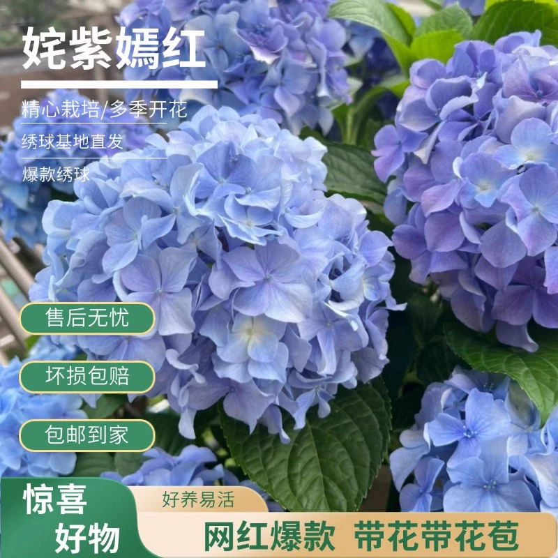【姹紫嫣红】蓝紫 粉紫色绣球带花苞绣球花卉基地直发绣球花直播