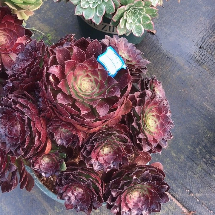 693黑森林多肉法师