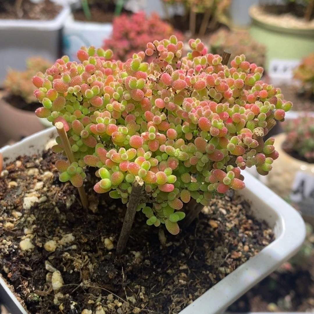 A****郭蜜桔糖球枝干番杏A414