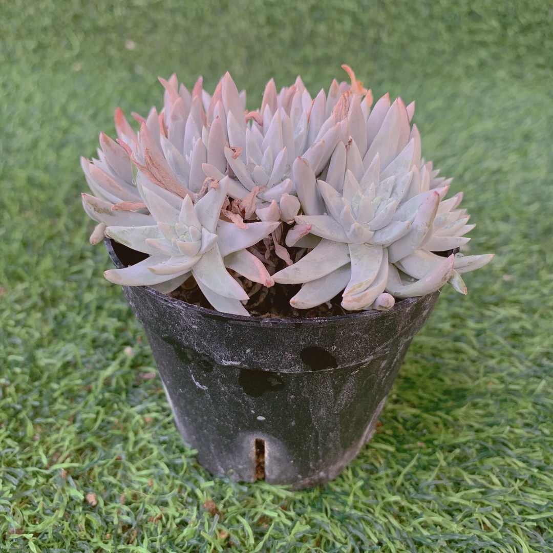白菊群生精品多肉植物盆栽阳台花卉好养易养一单包邮