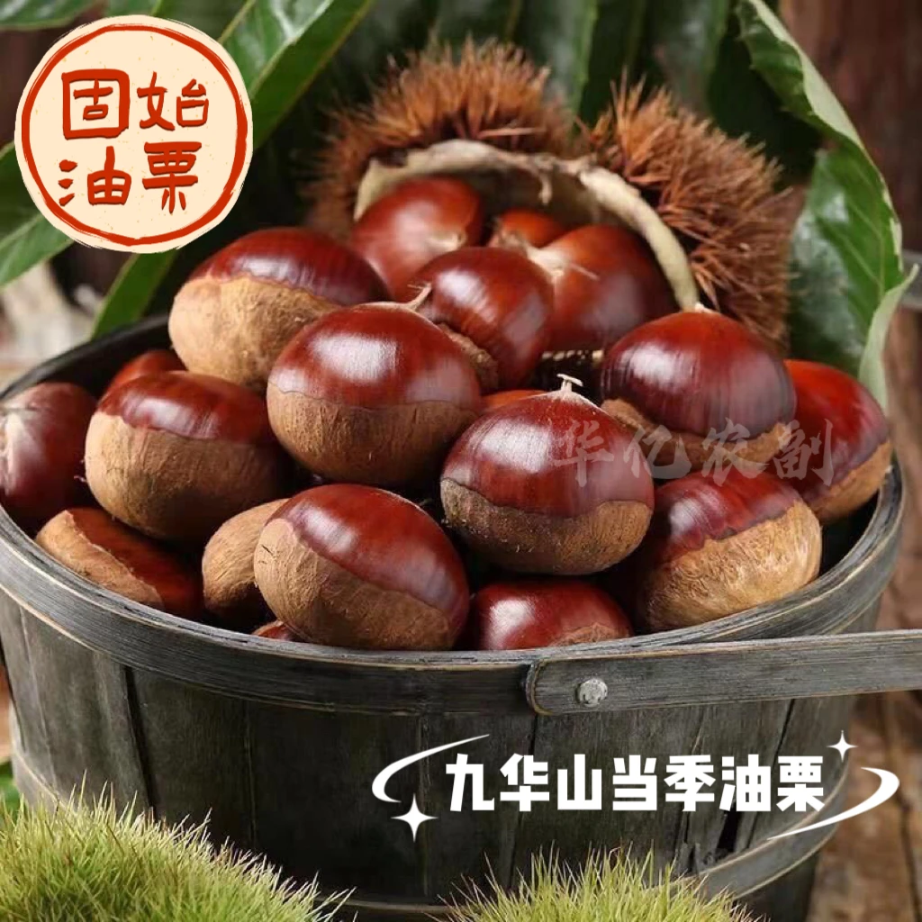 河南信阳固始九华山当季新鲜带壳板栗（油栗）现摘现发包邮发货
