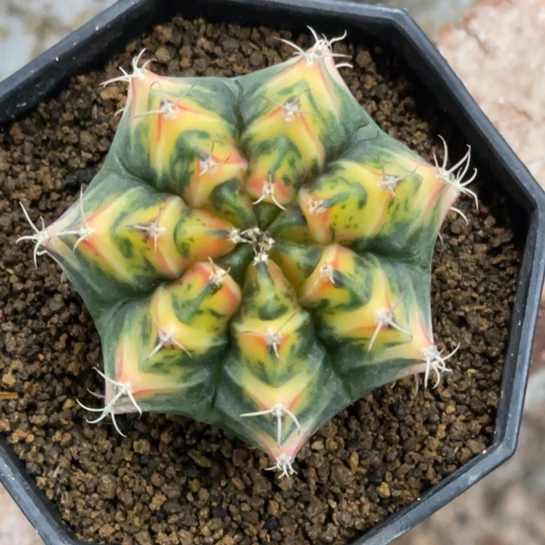 当前无花朵，栽培后可花朵橘黄规律V背锦