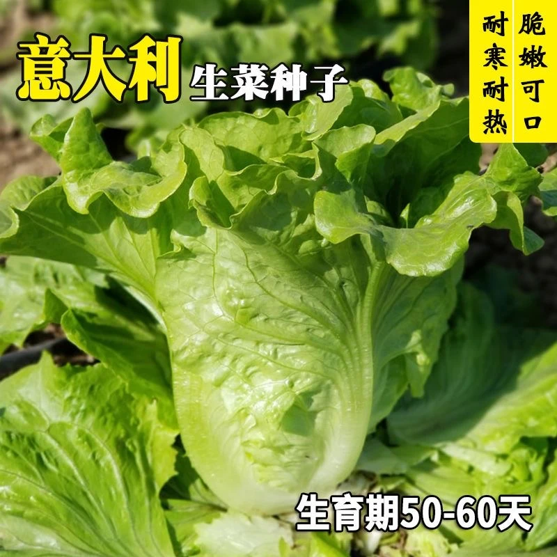 生菜意大利全年生菜王种子高产四季蔬菜阳台菜种孑籽种菜籽奶油籽