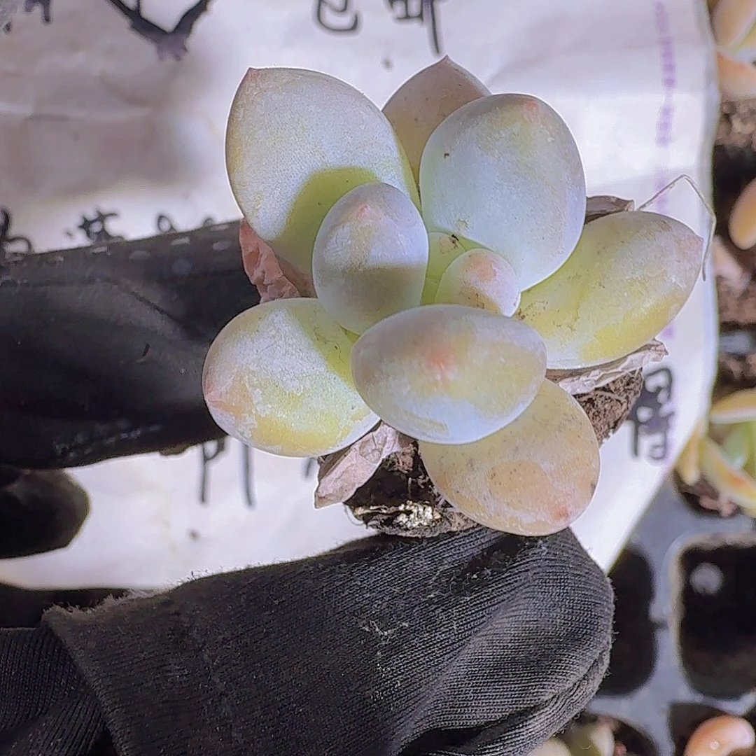 精品奶豆多肉植物