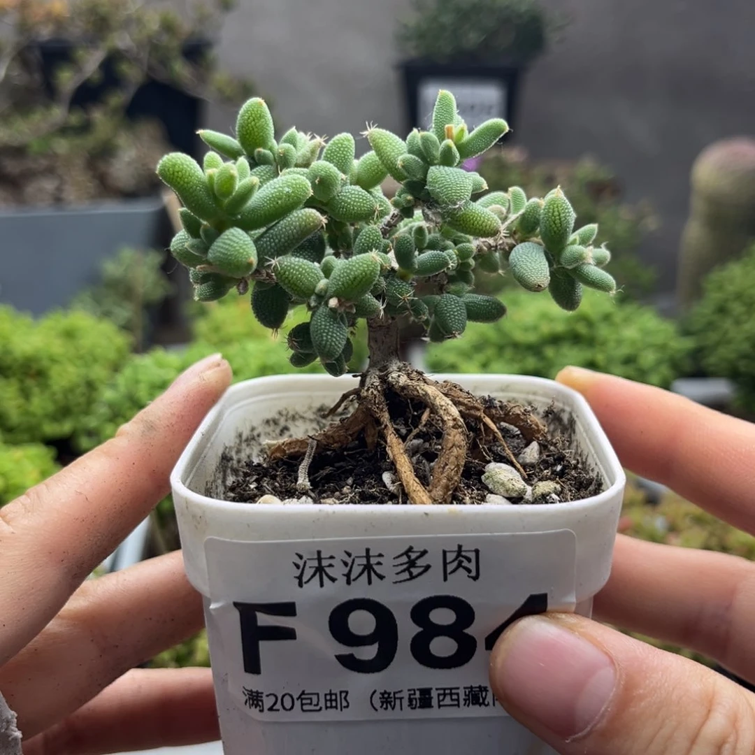 玉米 984。