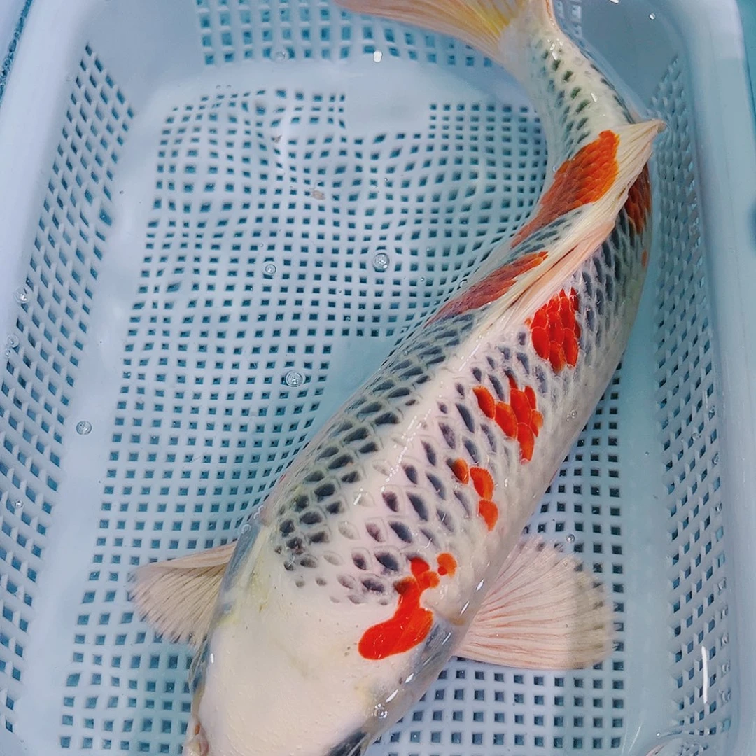 锦鲤锦鲤冷水观赏鱼104