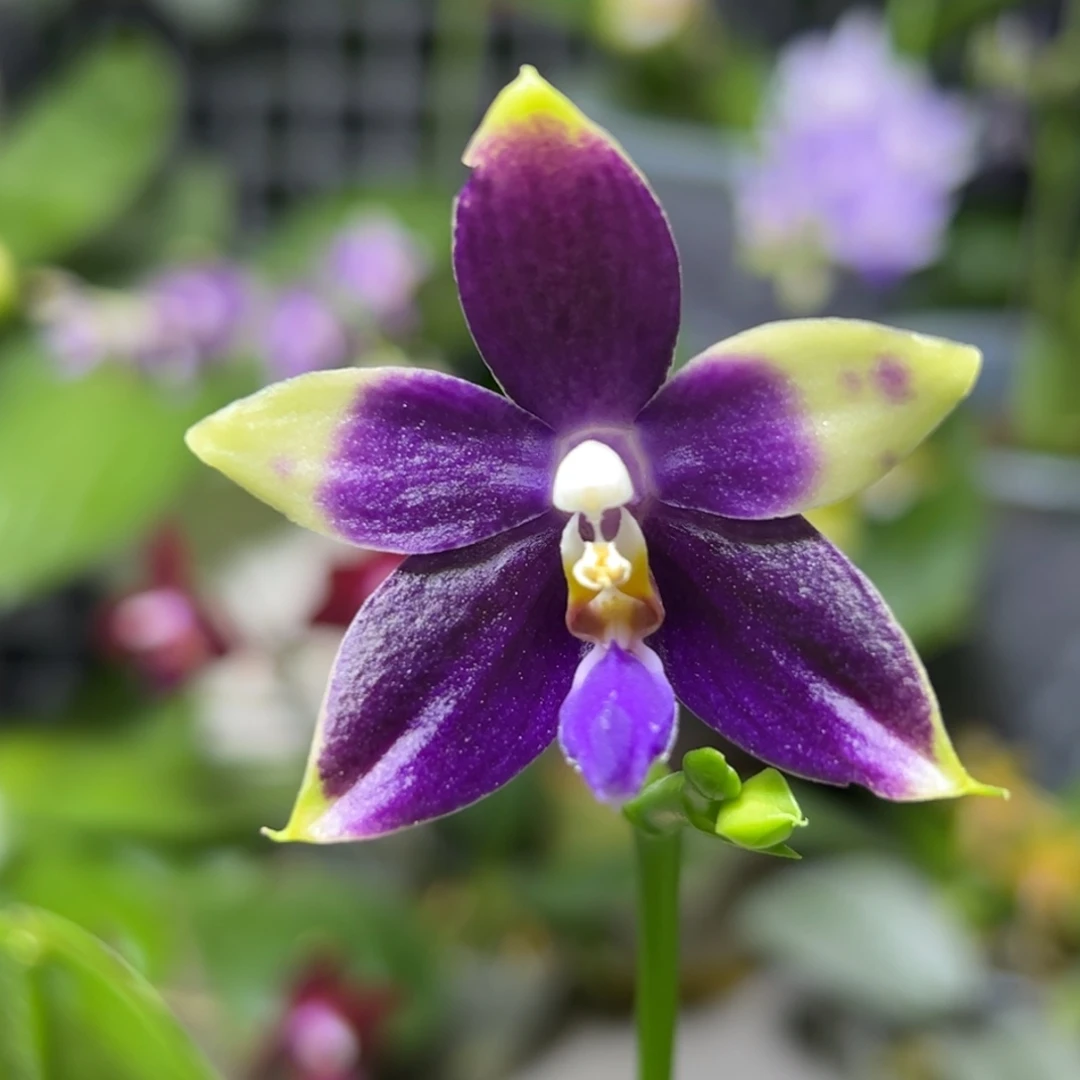 大部分开放少量花苞