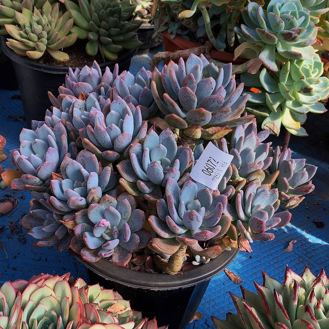 用***3    灰姑娘多肉06072