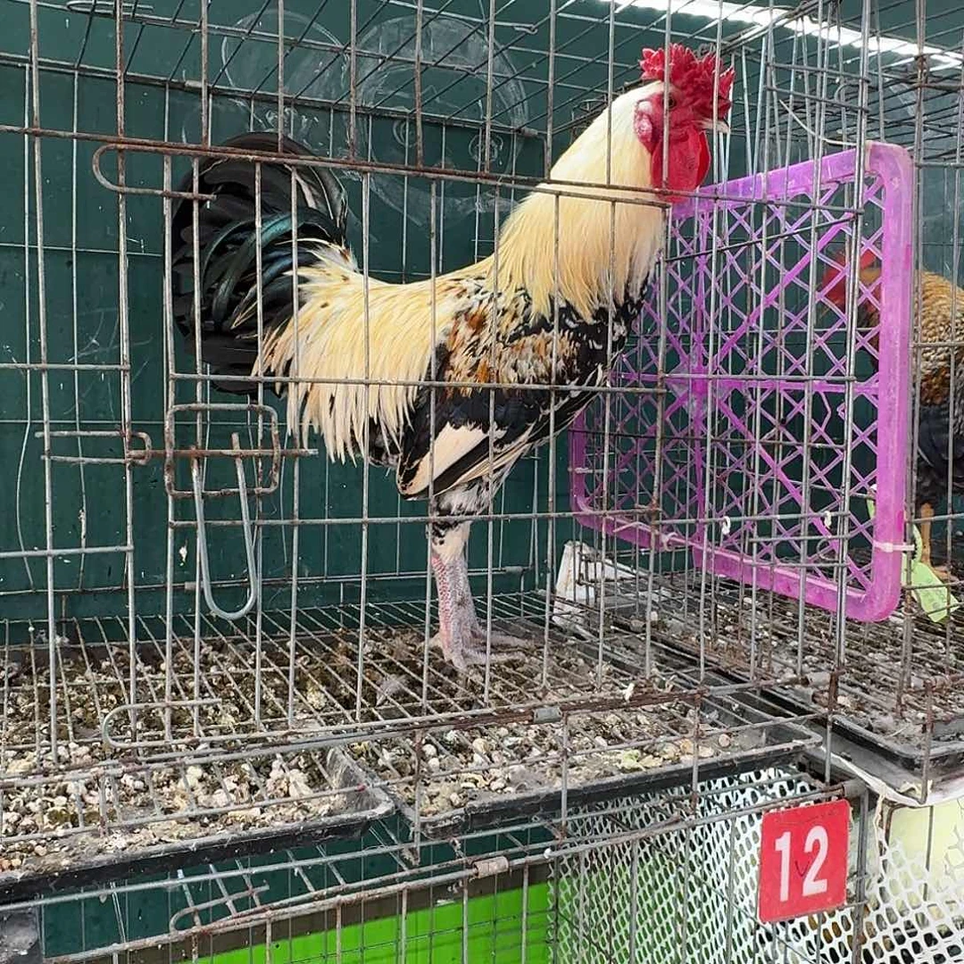 30天包装1号花冠公鸡