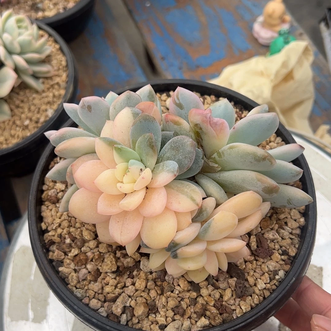 无花朵梦露锦，，，，，，，，，，，，，，，，