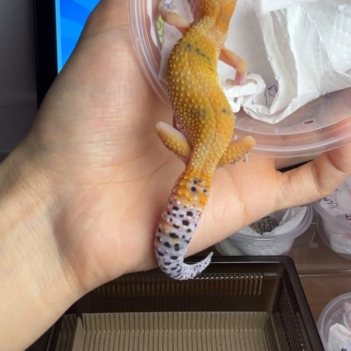 豹纹守宫橘迷母小亚母