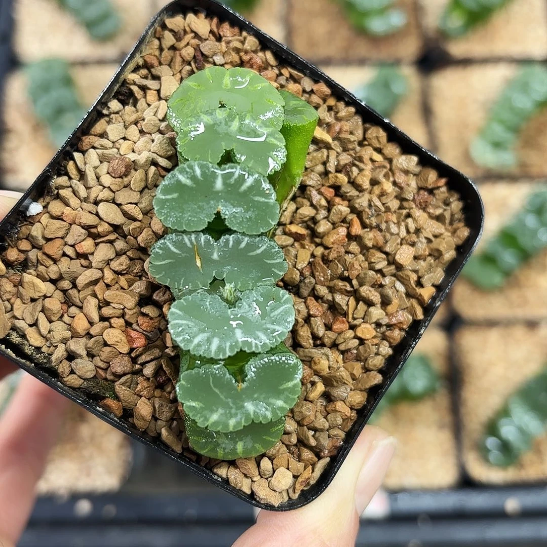 狮子舞玉扇多肉植物
