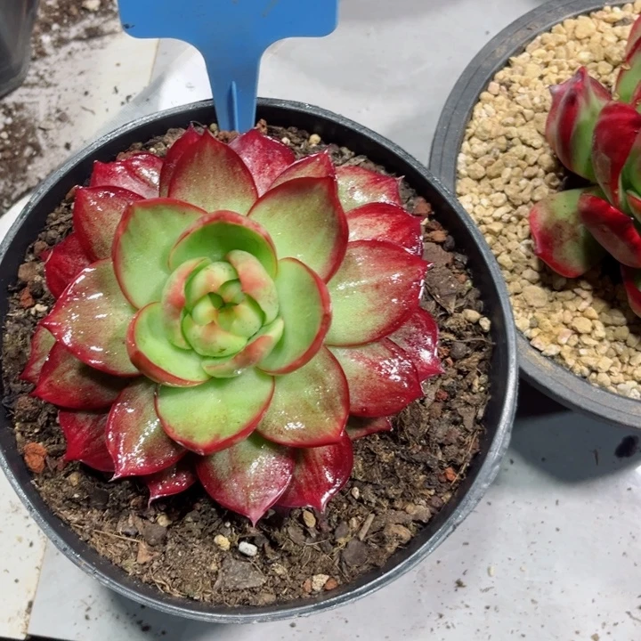 雯***S惊鸿仙子多肉植物777