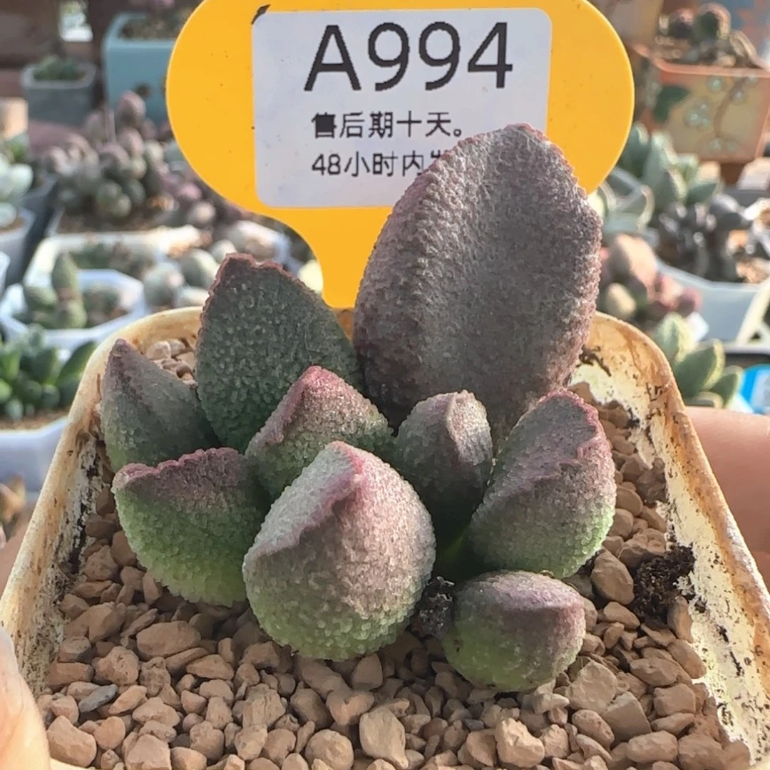 福利。     994。