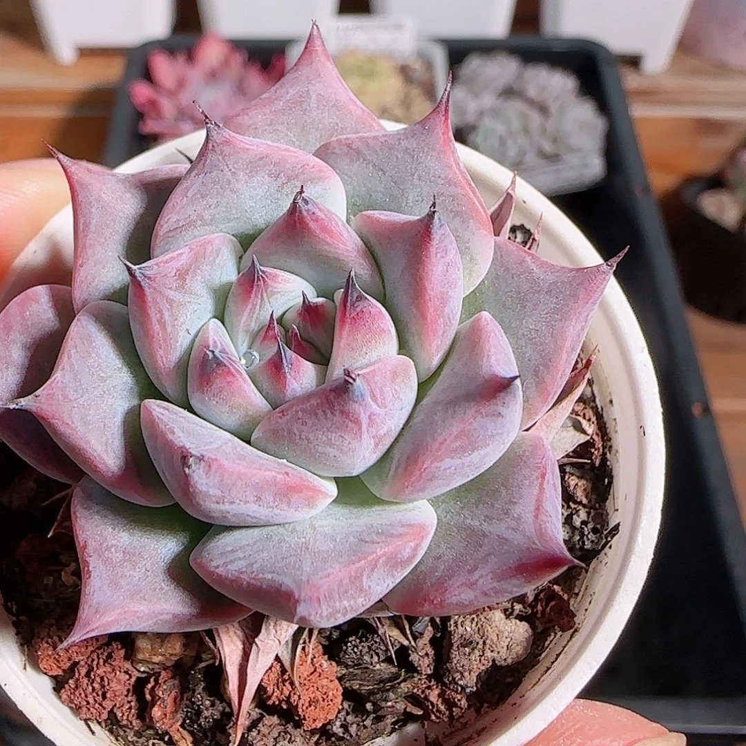 1106--128黑爪爪爪