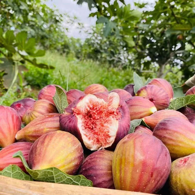 【8个装】无花果8个装