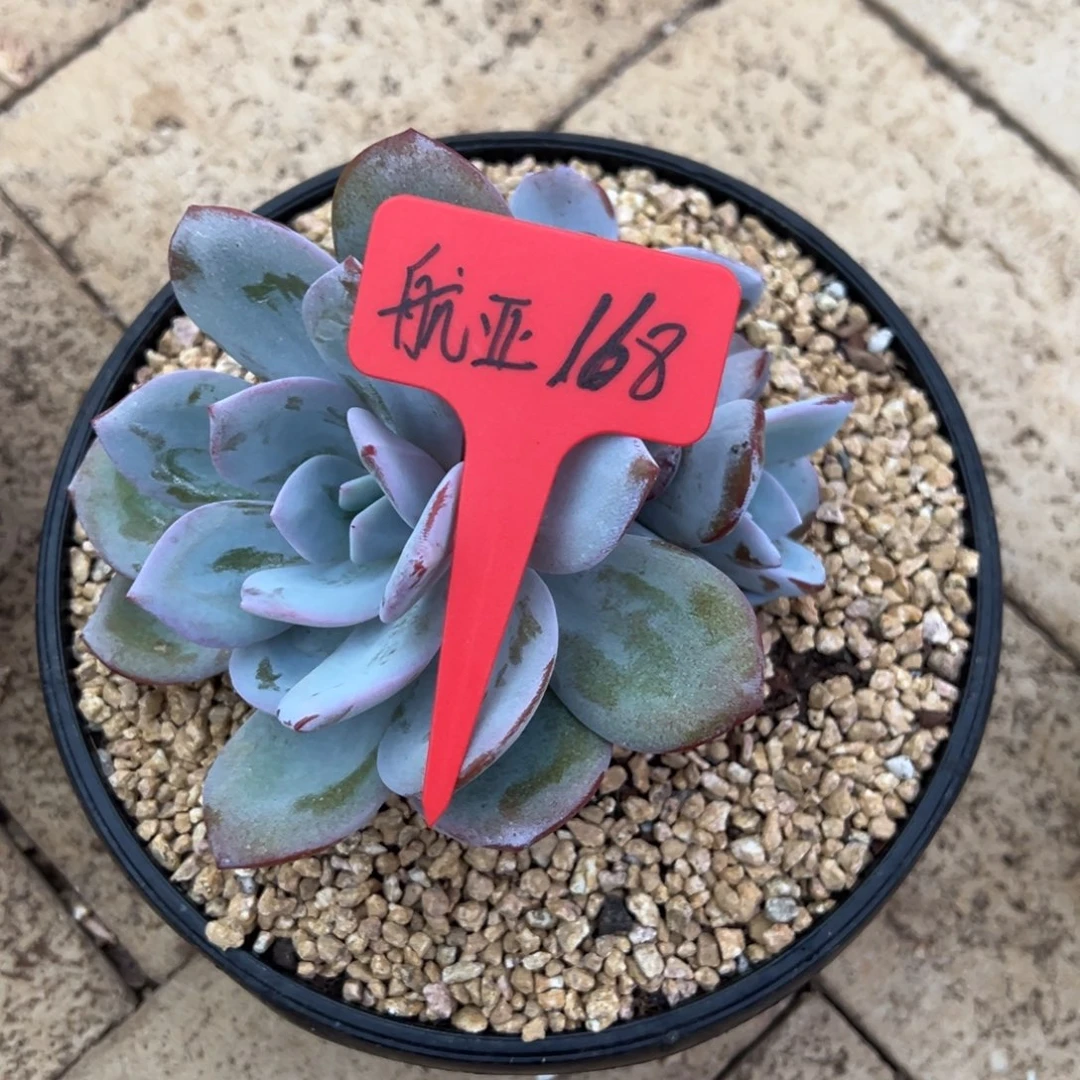 航***厂航亚168。