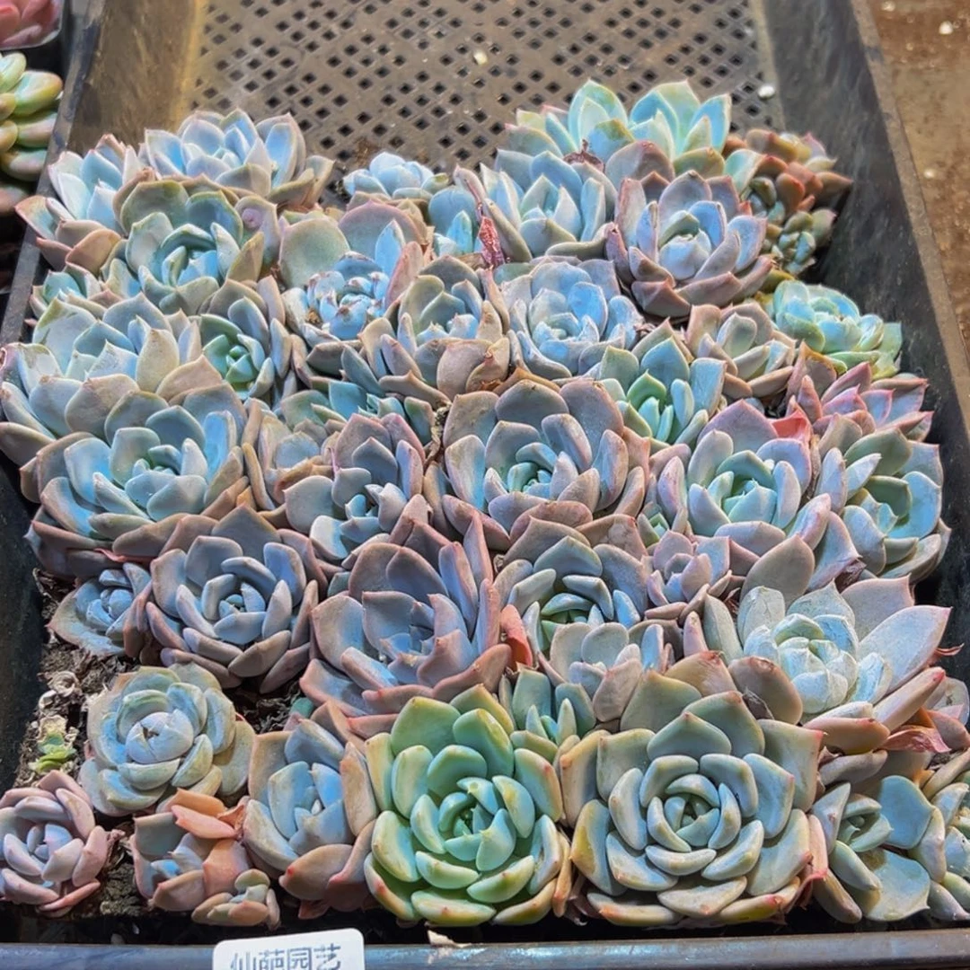 891大热天的一天从